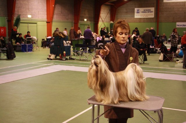 Shih Tzu Danmark